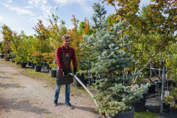 Best Tree Removal Services  in Westminster, CA